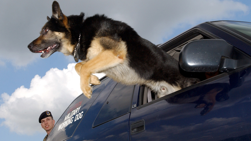 Illustration for article titled 26 Awesome Photos of War Dogs Showing How Badass and Cute They Can Be